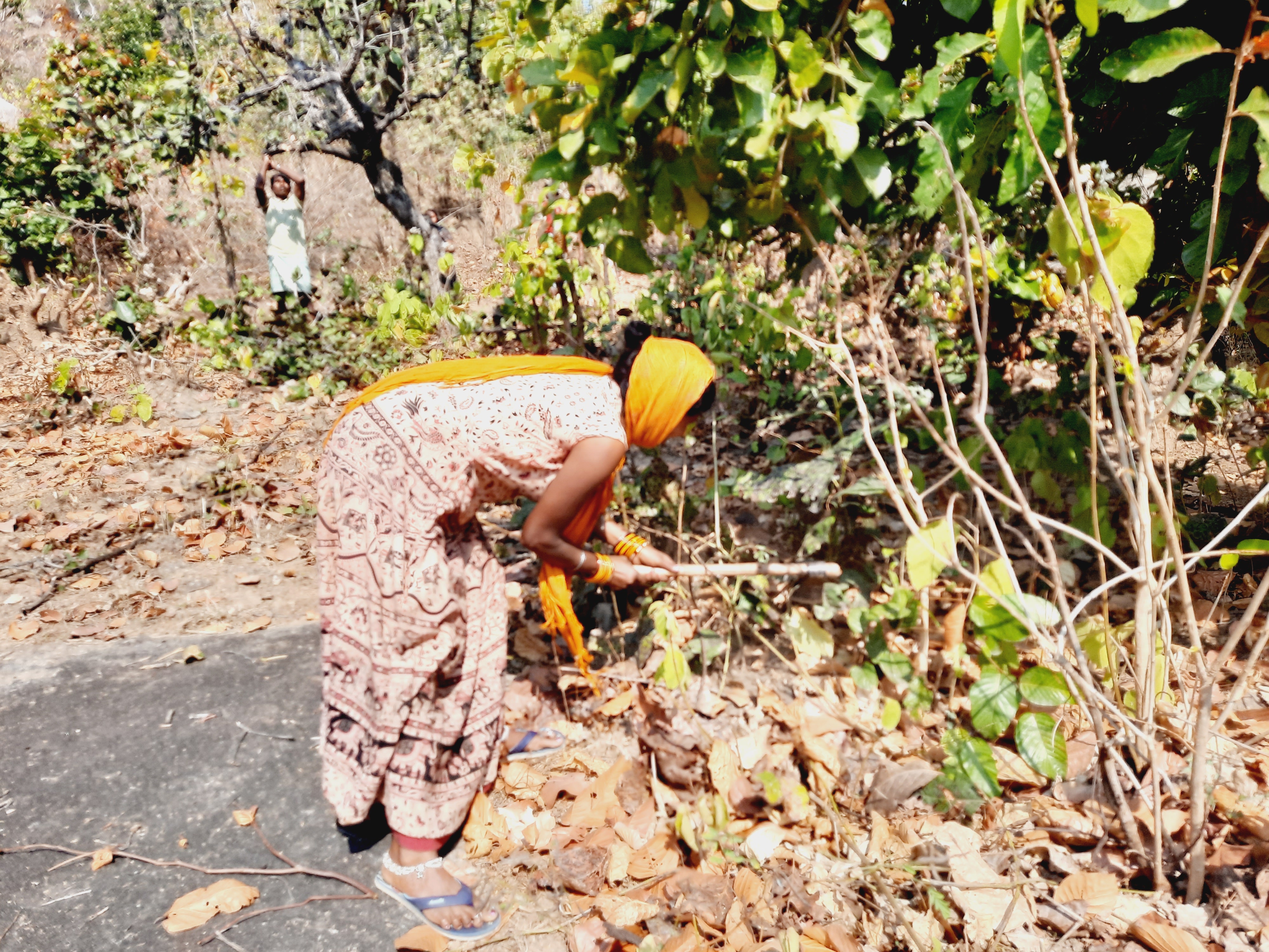 Coppicing of kendu leaves