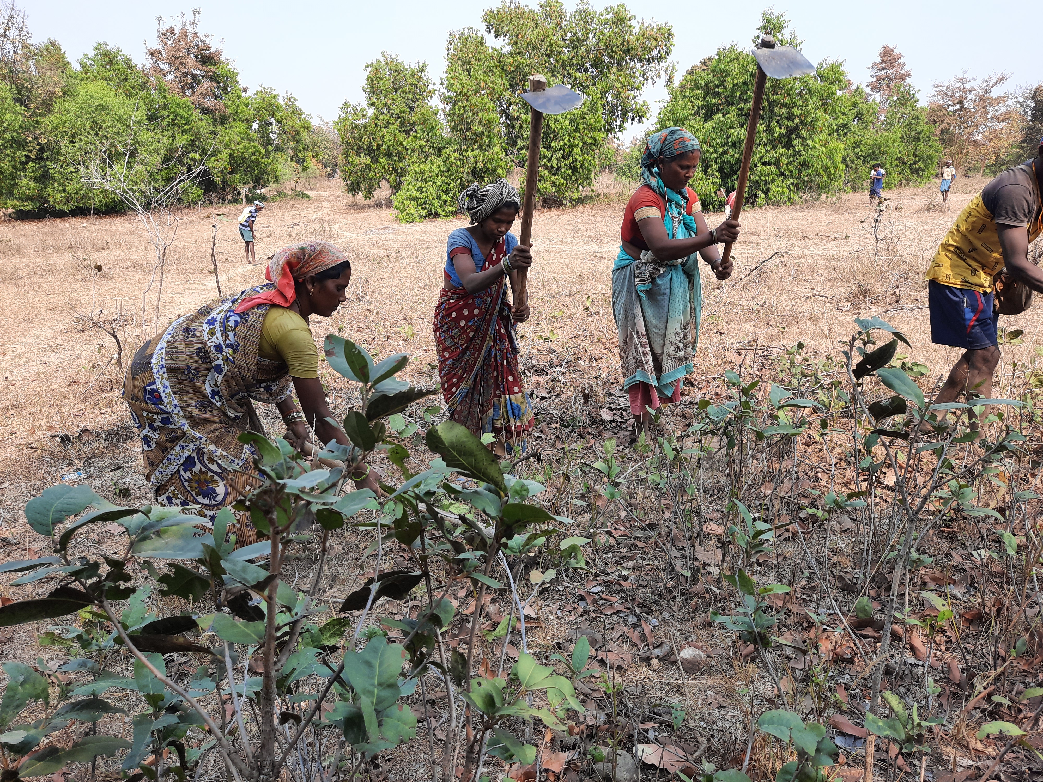 Coppicing of kendu leaves