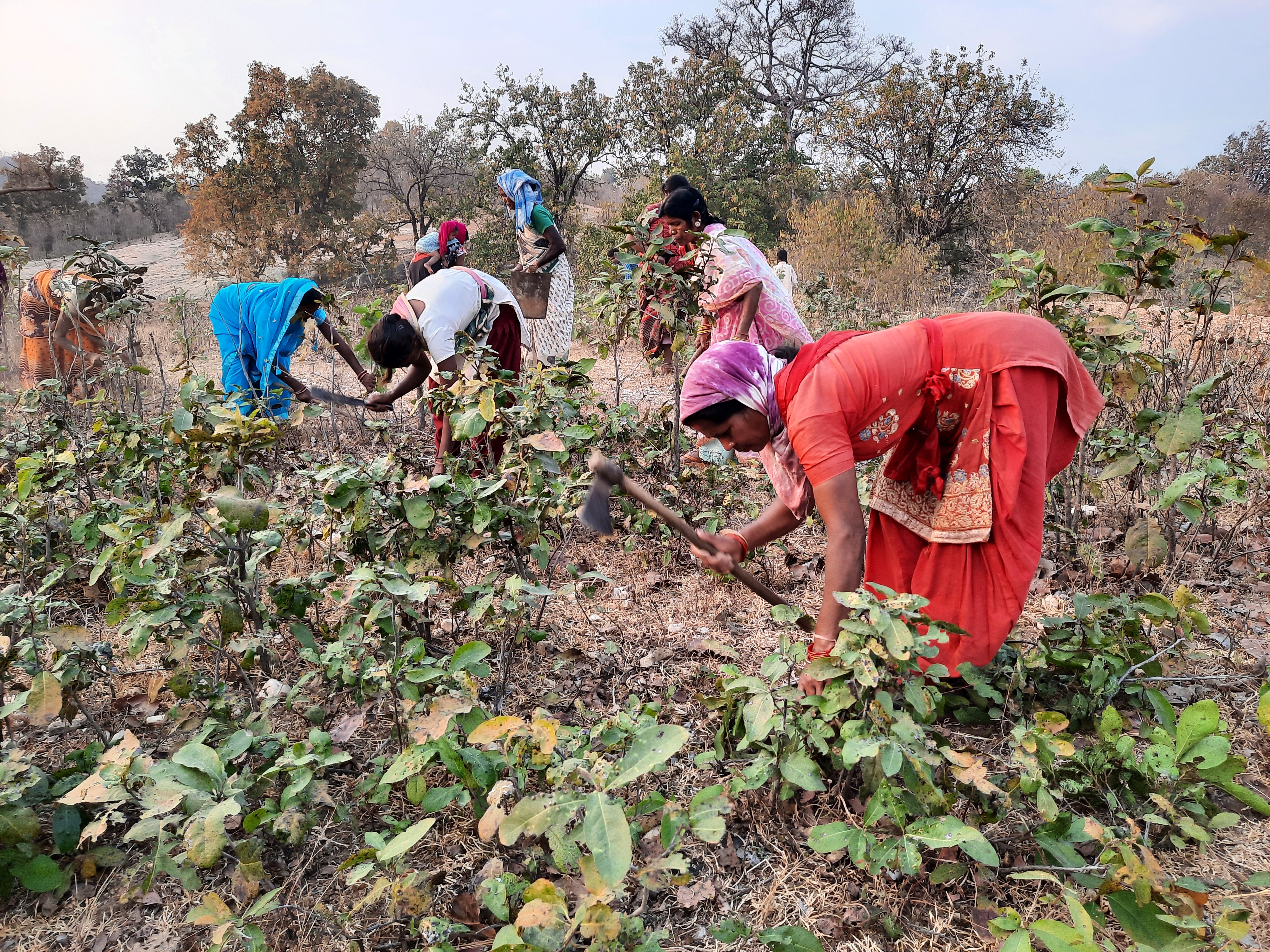 Coppicing of kendu leaves