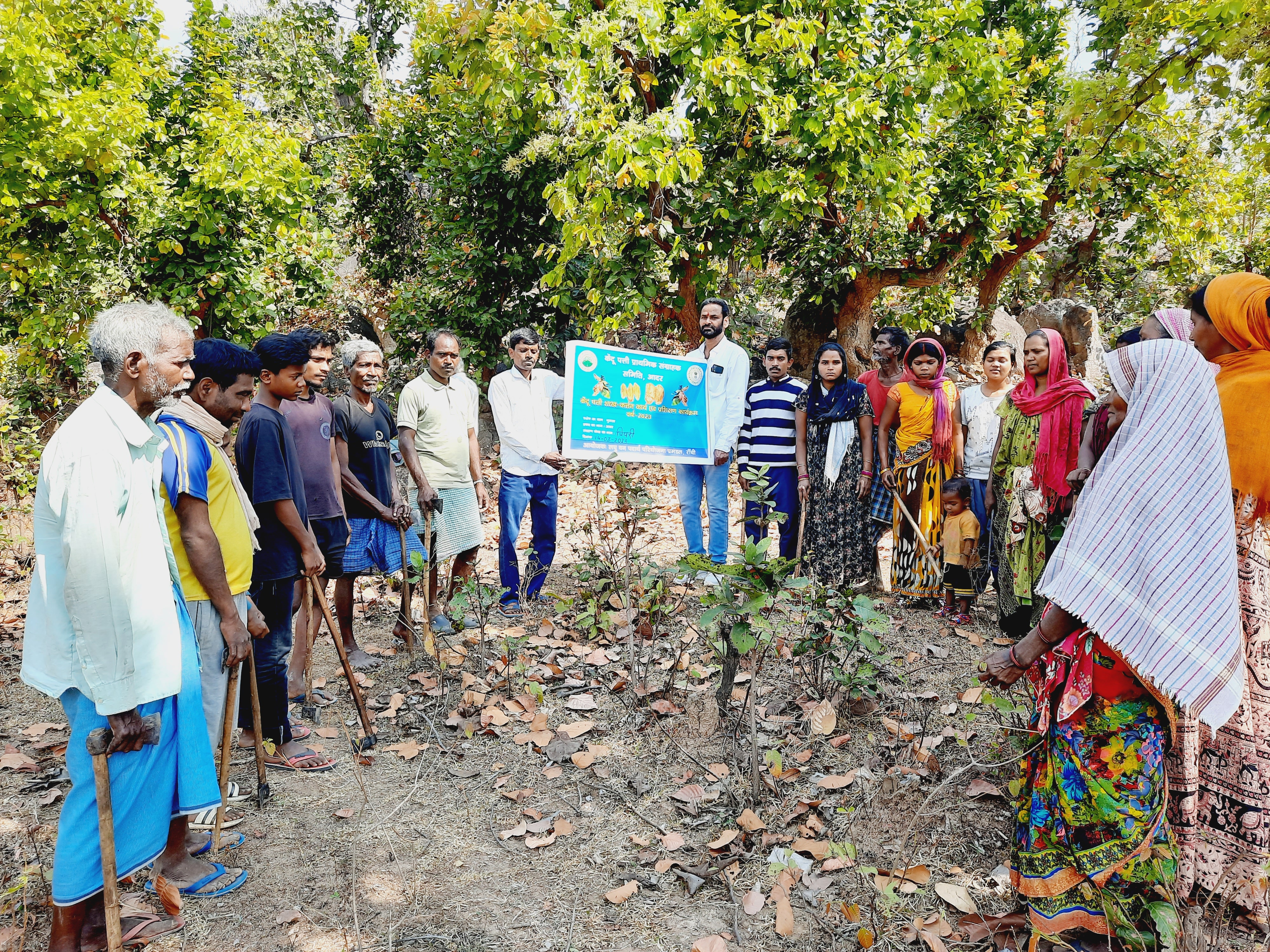 Coppicing of kendu leaves