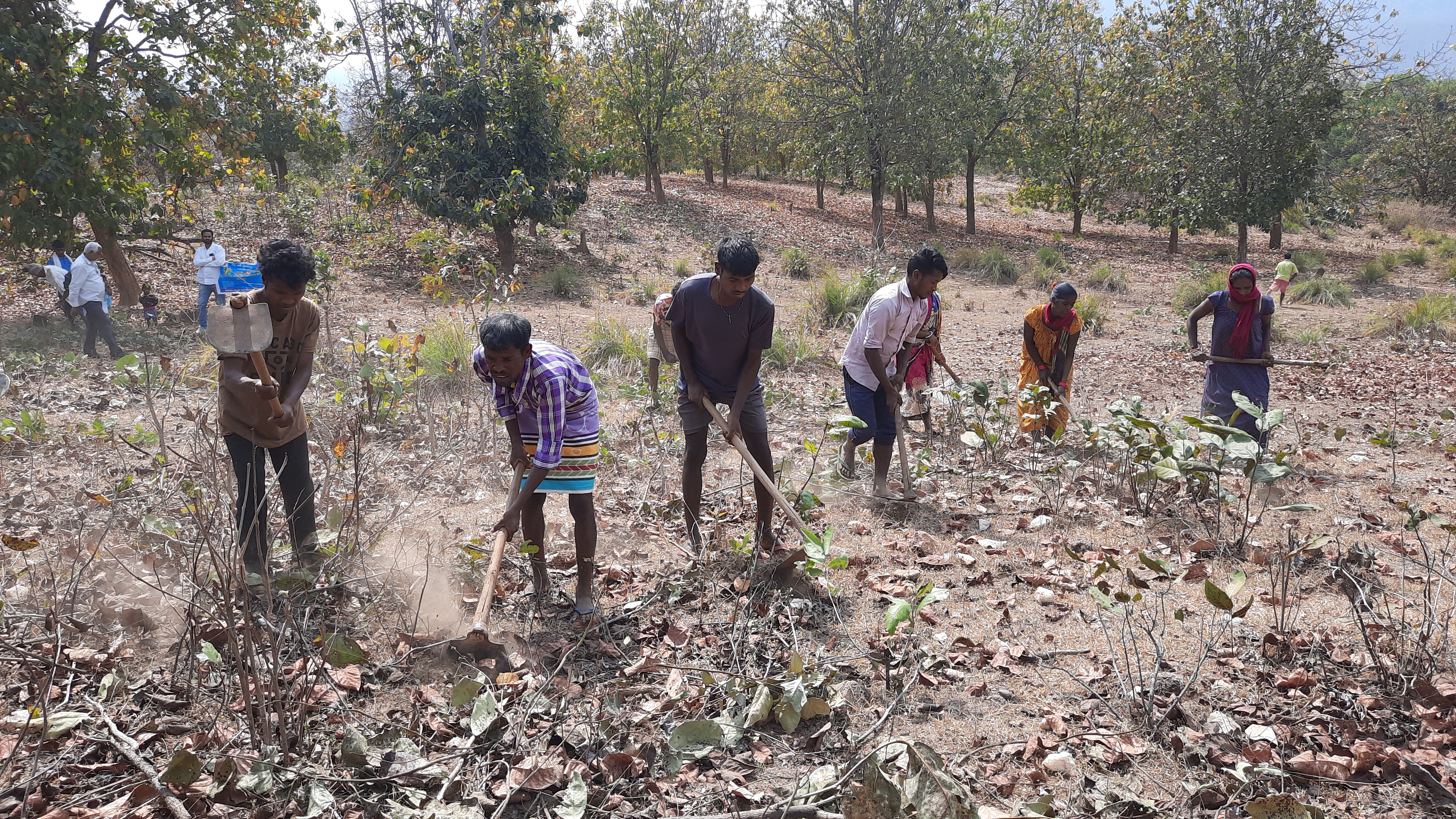 Coppicing of kendu leaves